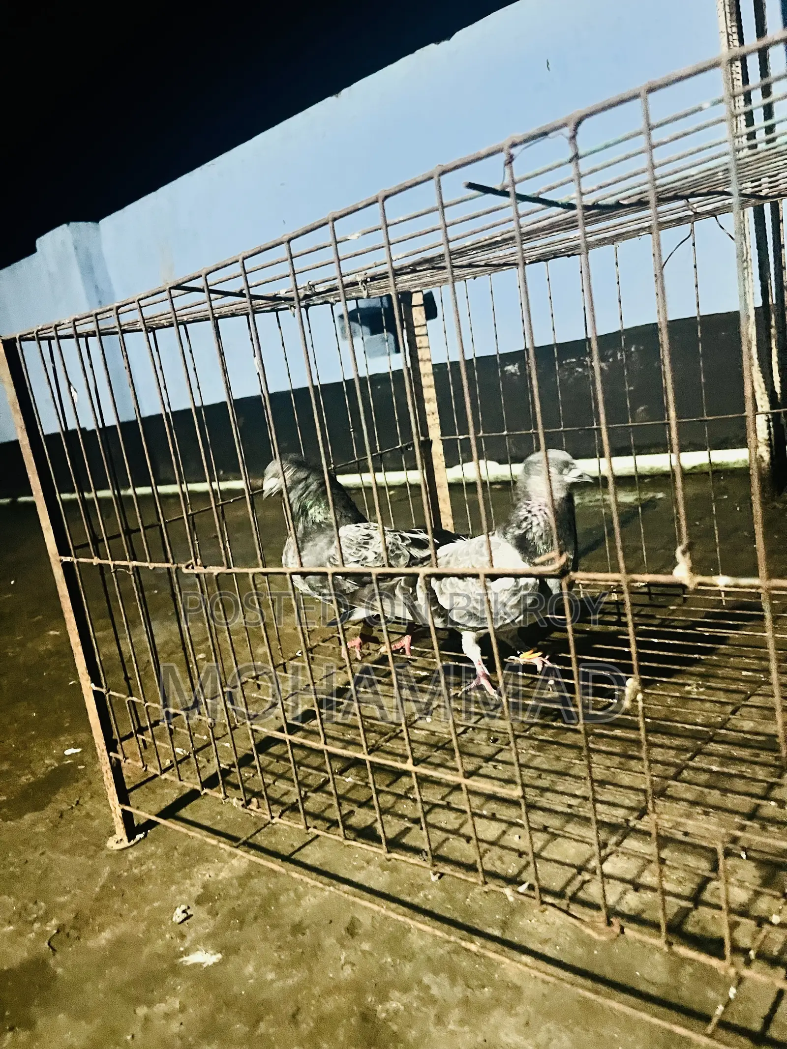 বাঘা গিরিবাজ স্পিরিং কবুতর