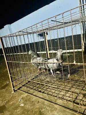 বাঘা গিরিবাজ স্পিরিং কবুতর