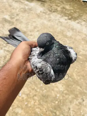 বাঘা গিরিবাজ স্পিরিং কবুতর