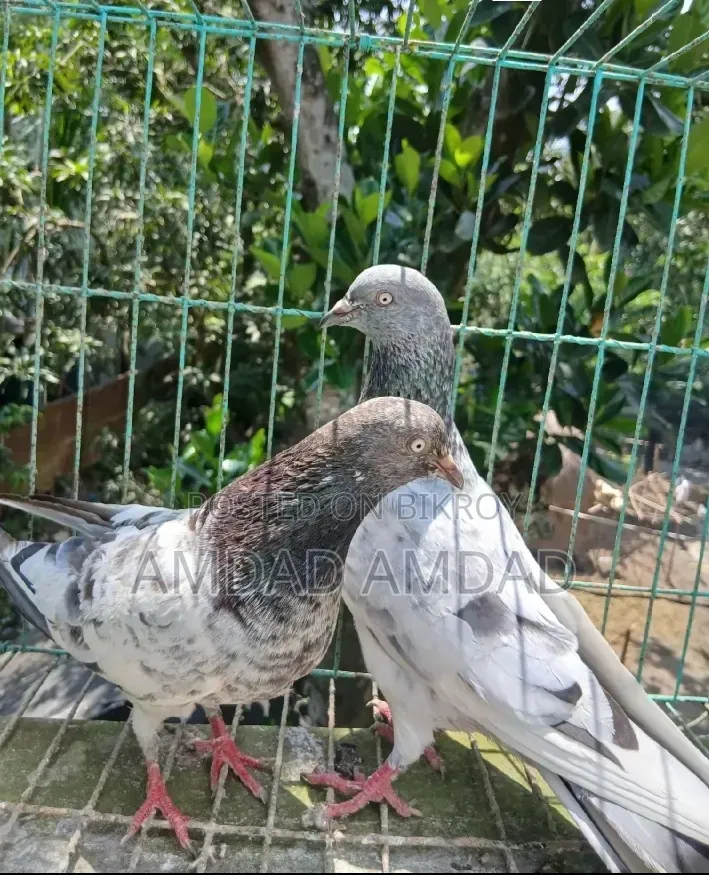 এই কবুতরের জোড়াটা বিক্রি করা হবে