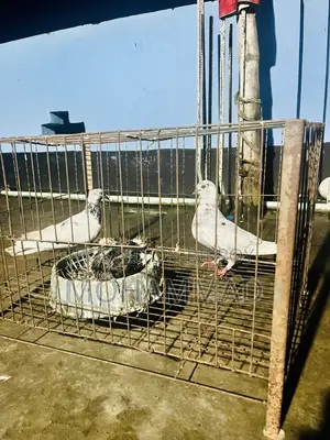 সবুজ গোল্লা হাইফ্লাই কবুতর