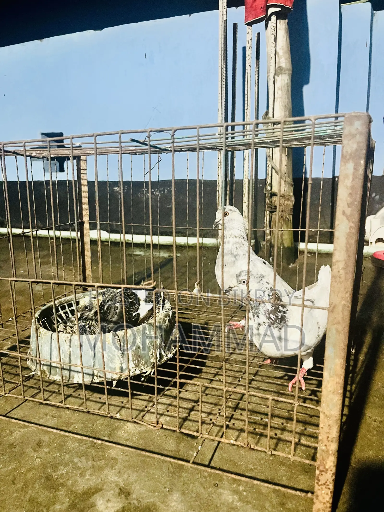 সবুজ গোল্লা হাইফ্লাই কবুতর