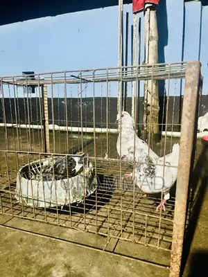 সবুজ গোল্লা হাইফ্লাই কবুতর