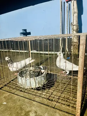 সবুজ গোল্লা হাইফ্লাই কবুতর