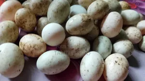 হাঁসের  ডিম বিক্রি করা হবে