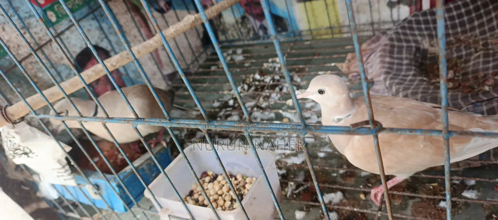 অস্ট্রেলিয়ান ঘুঘ