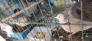 অস্ট্রেলিয়ান ঘুঘ