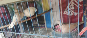 অস্ট্রেলিয়ান ঘুঘ