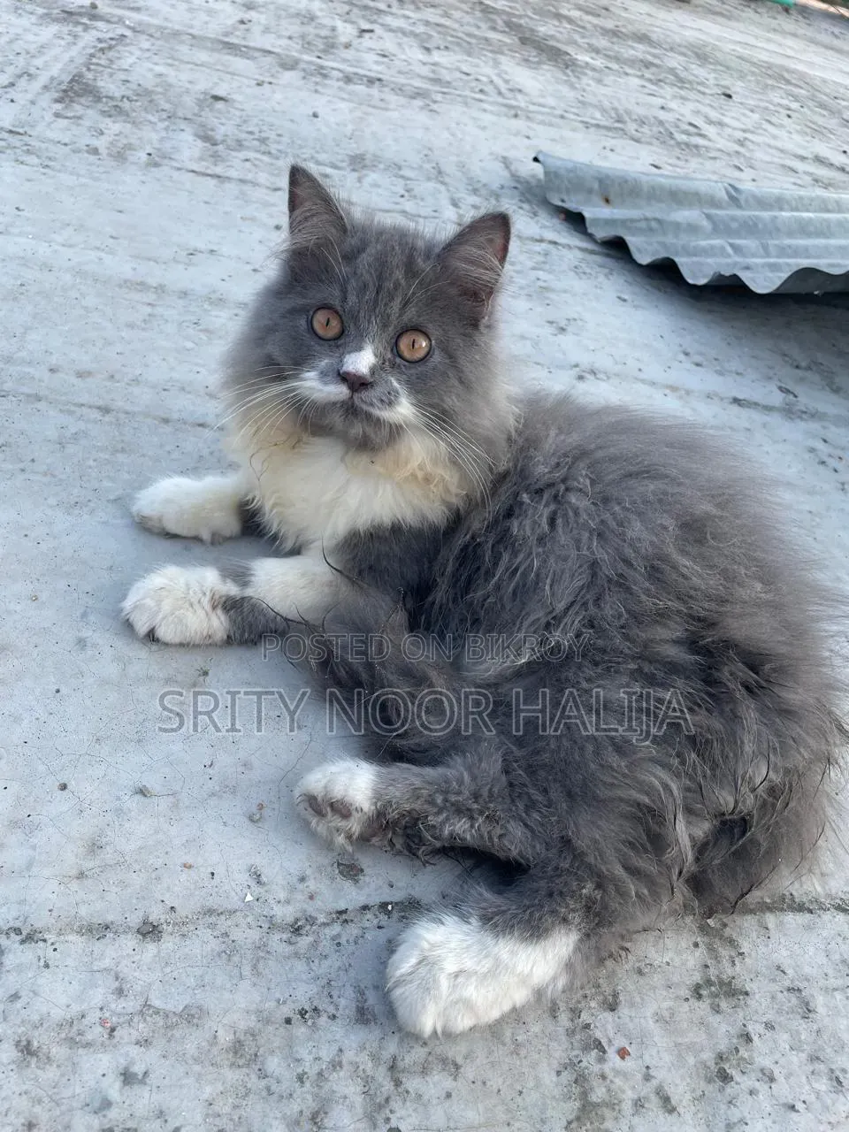 3-6 months Male Purebred Persian