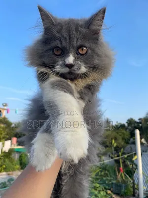3-6 months Male Purebred Persian