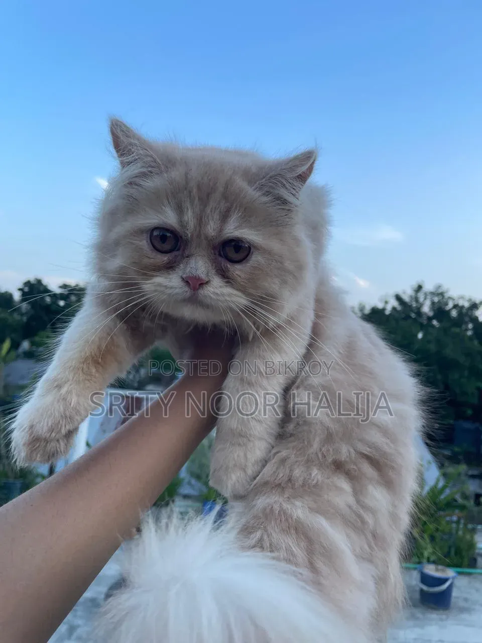 3-6 months Female Purebred Persian