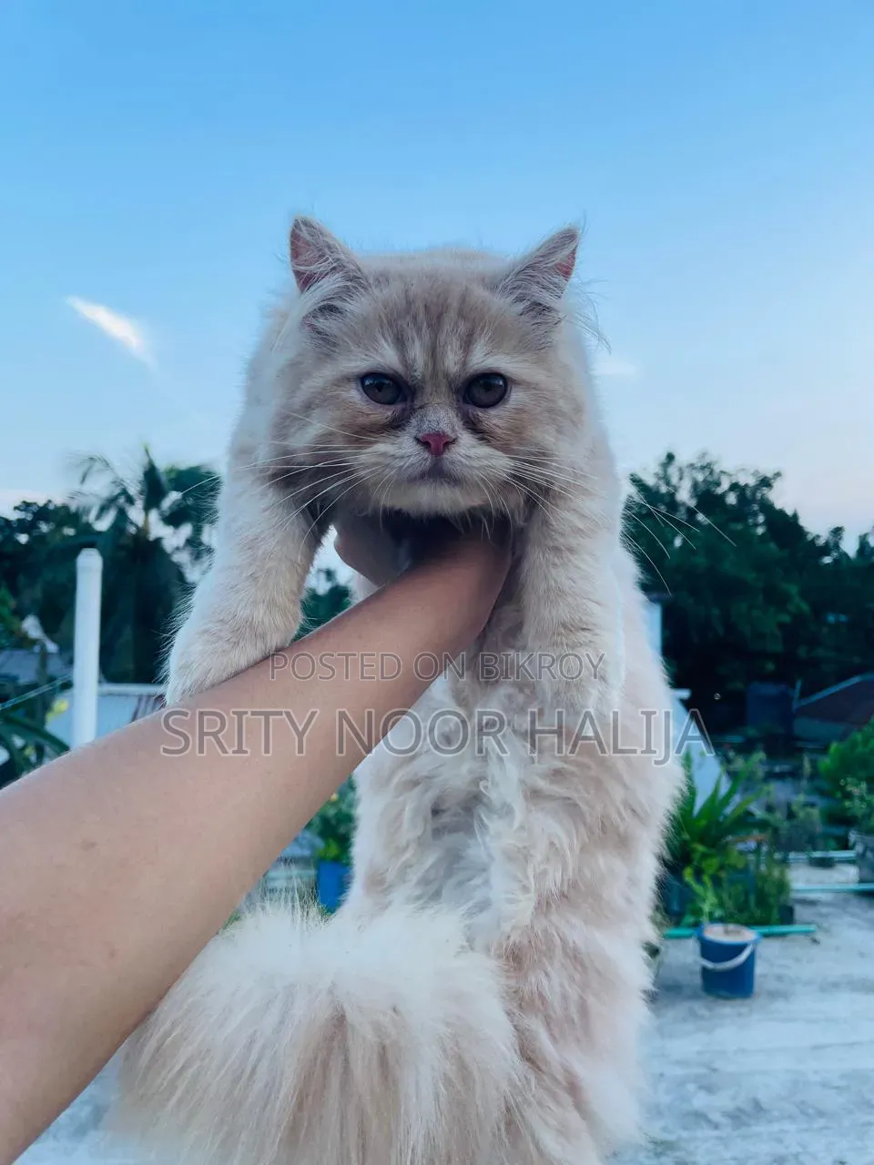 3-6 months Female Purebred Persian