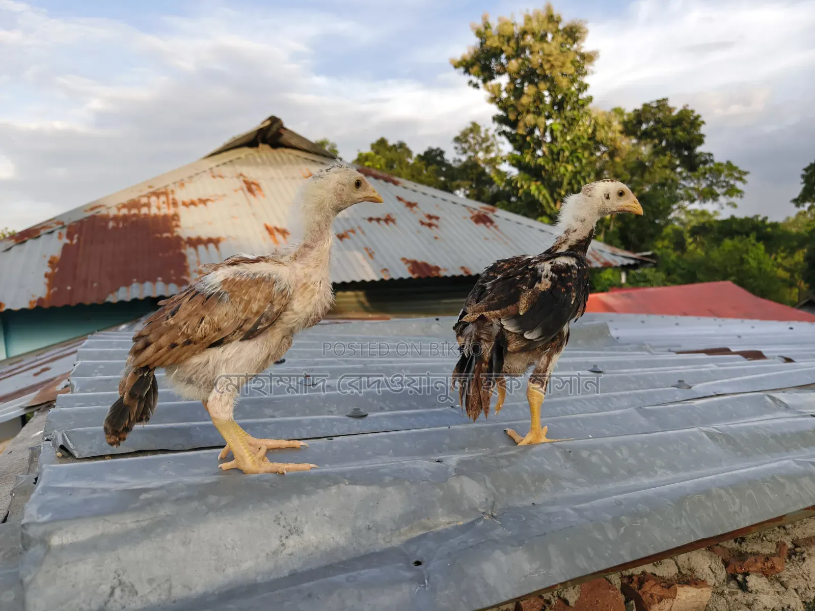 আসিলের বাচ্চা