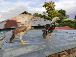 আসিলের বাচ্চা