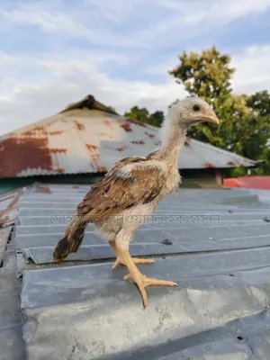 আসিলের বাচ্চা