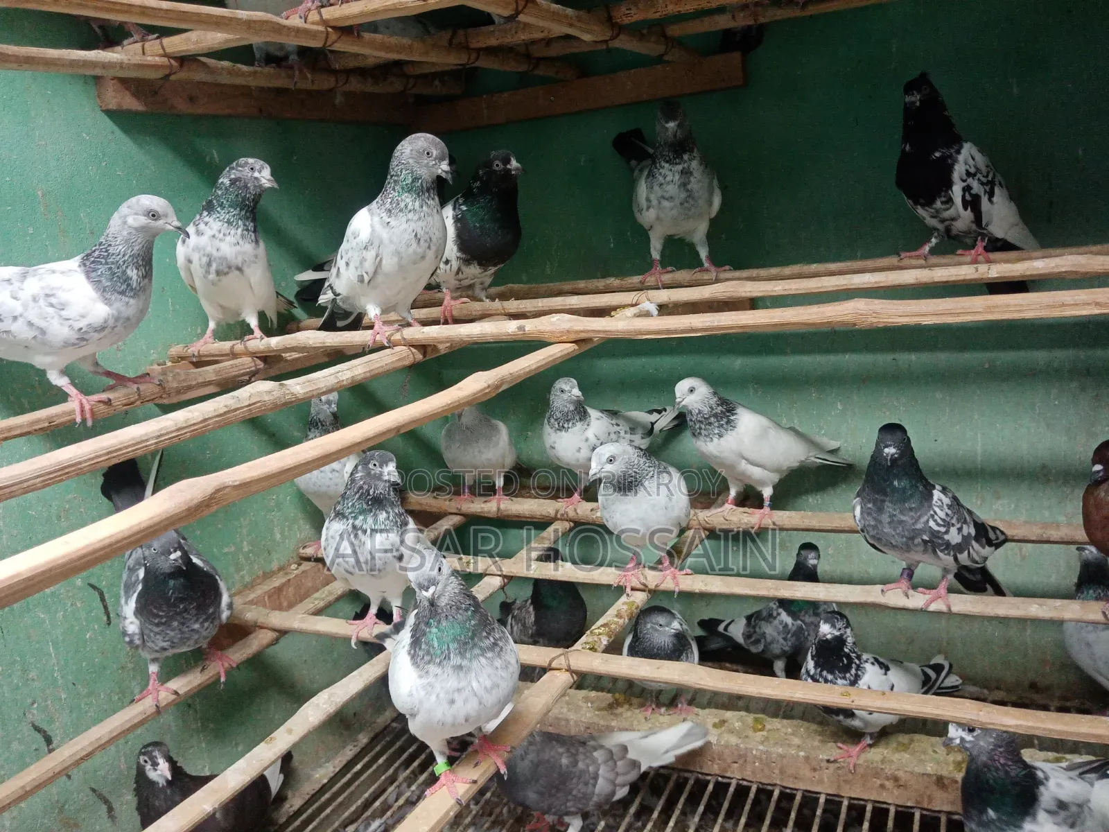 Greebaj Pigeon