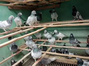 Greebaj Pigeon
