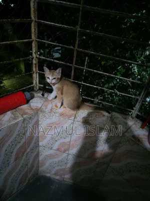 1-3 months Male Mixed Breed Bengal