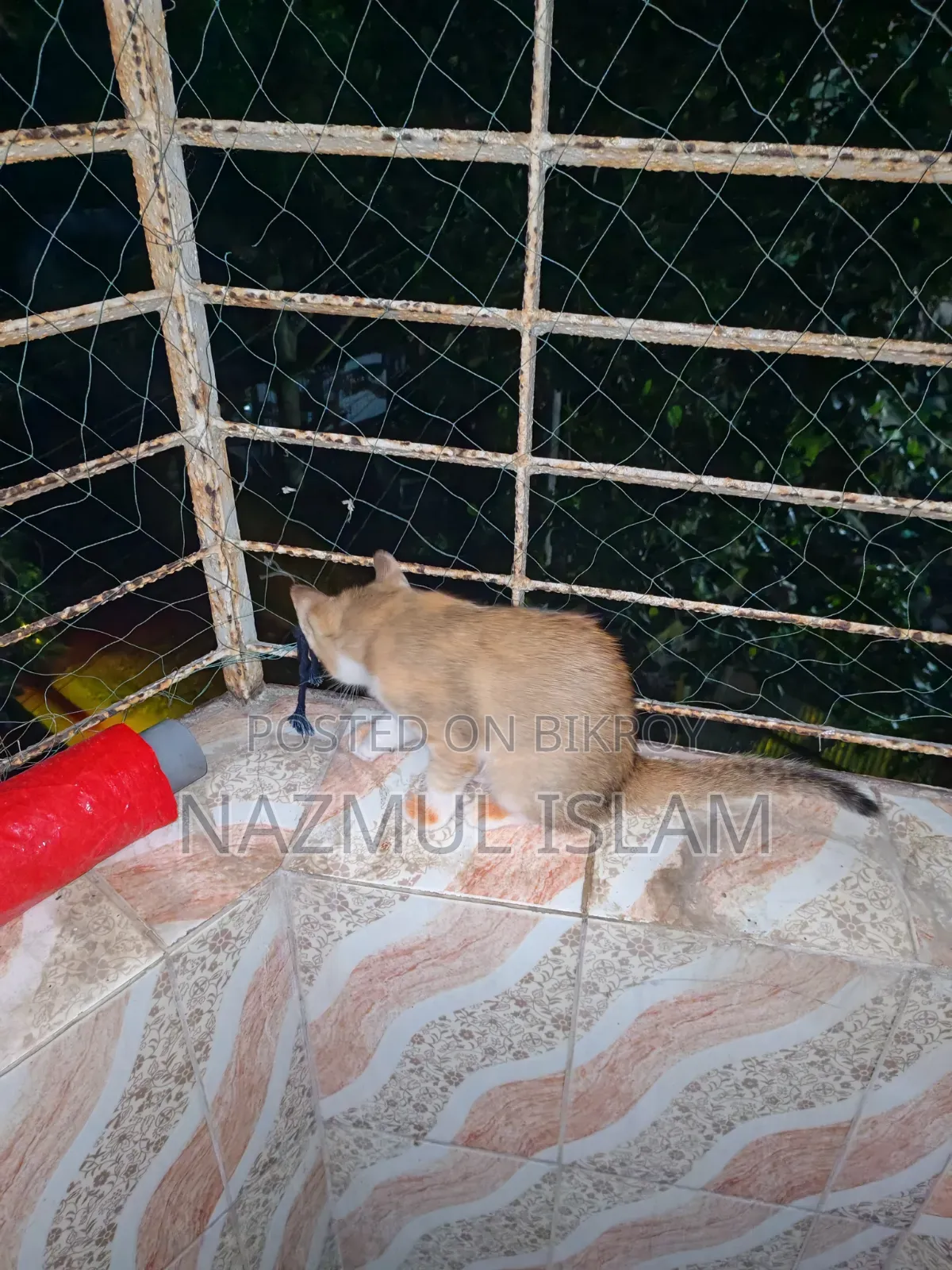 1-3 months Male Mixed Breed Bengal