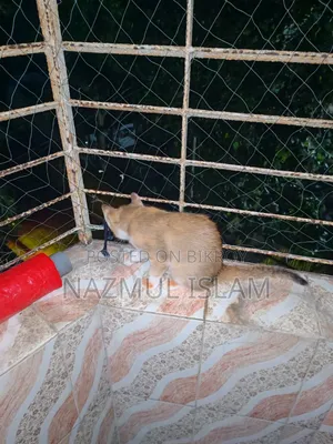 1-3 months Male Mixed Breed Bengal