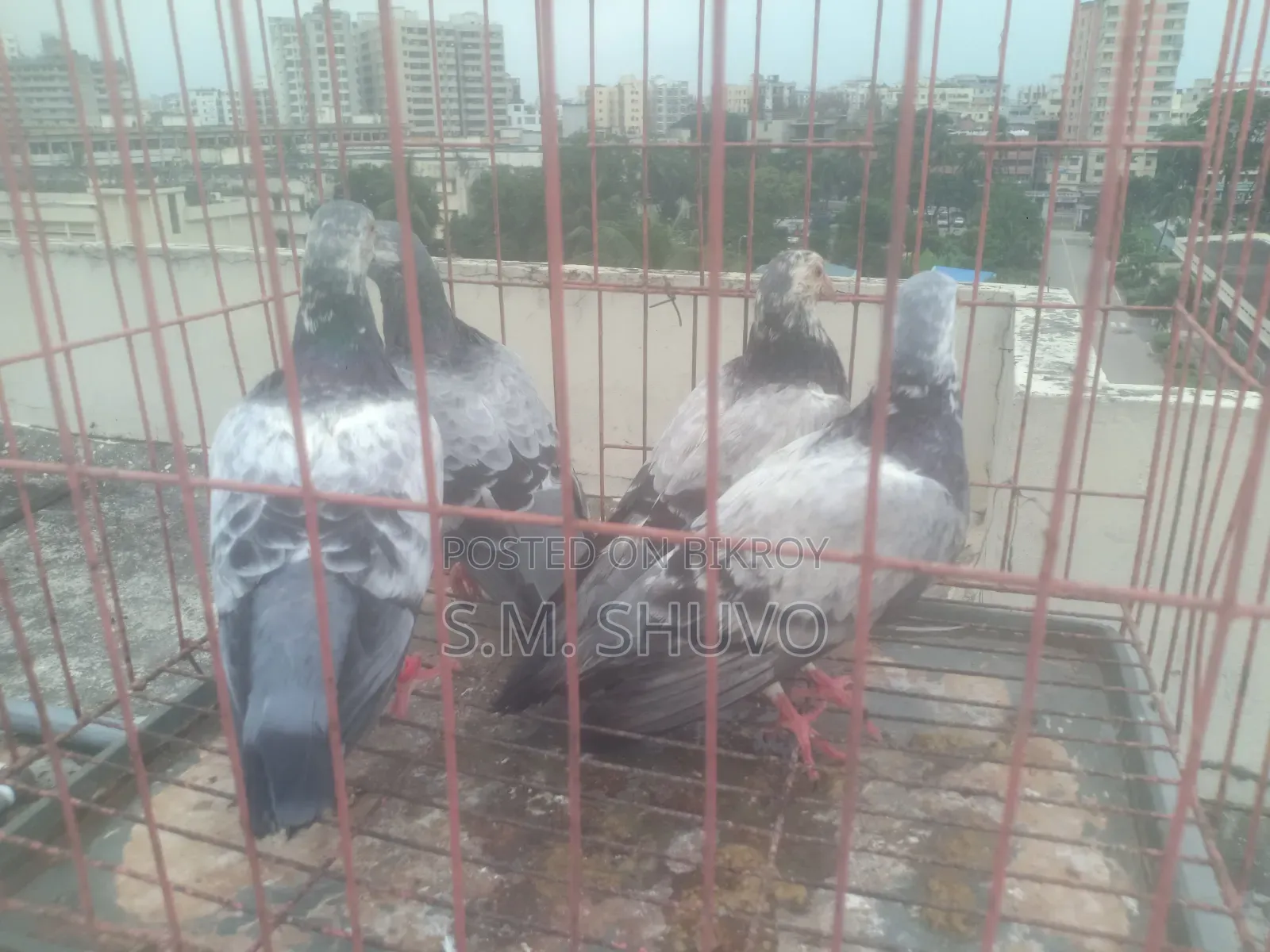 কবুতর বিক্রি