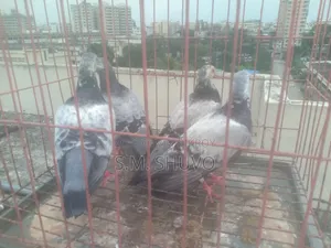 কবুতর বিক্রি