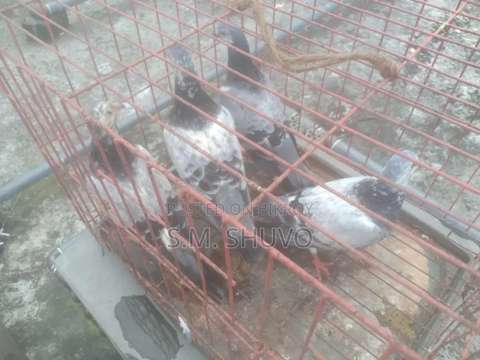 কবুতর বিক্রি