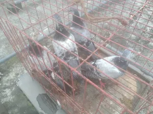 কবুতর বিক্রি