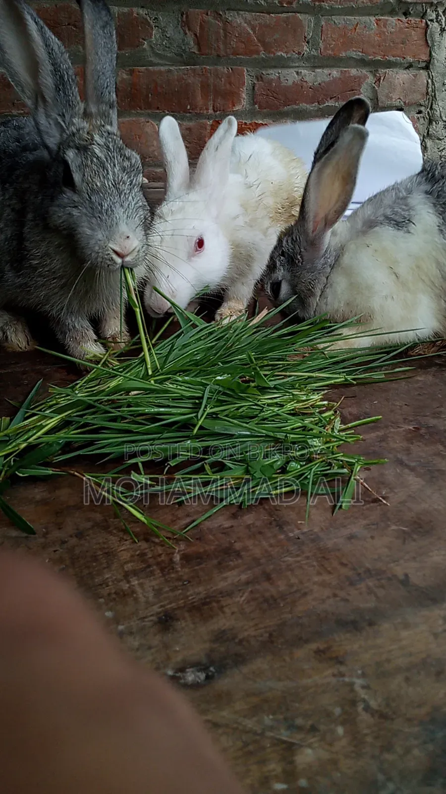 Healthy and Active Adult Rabbits.