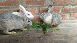 Healthy and Active Adult Rabbits.