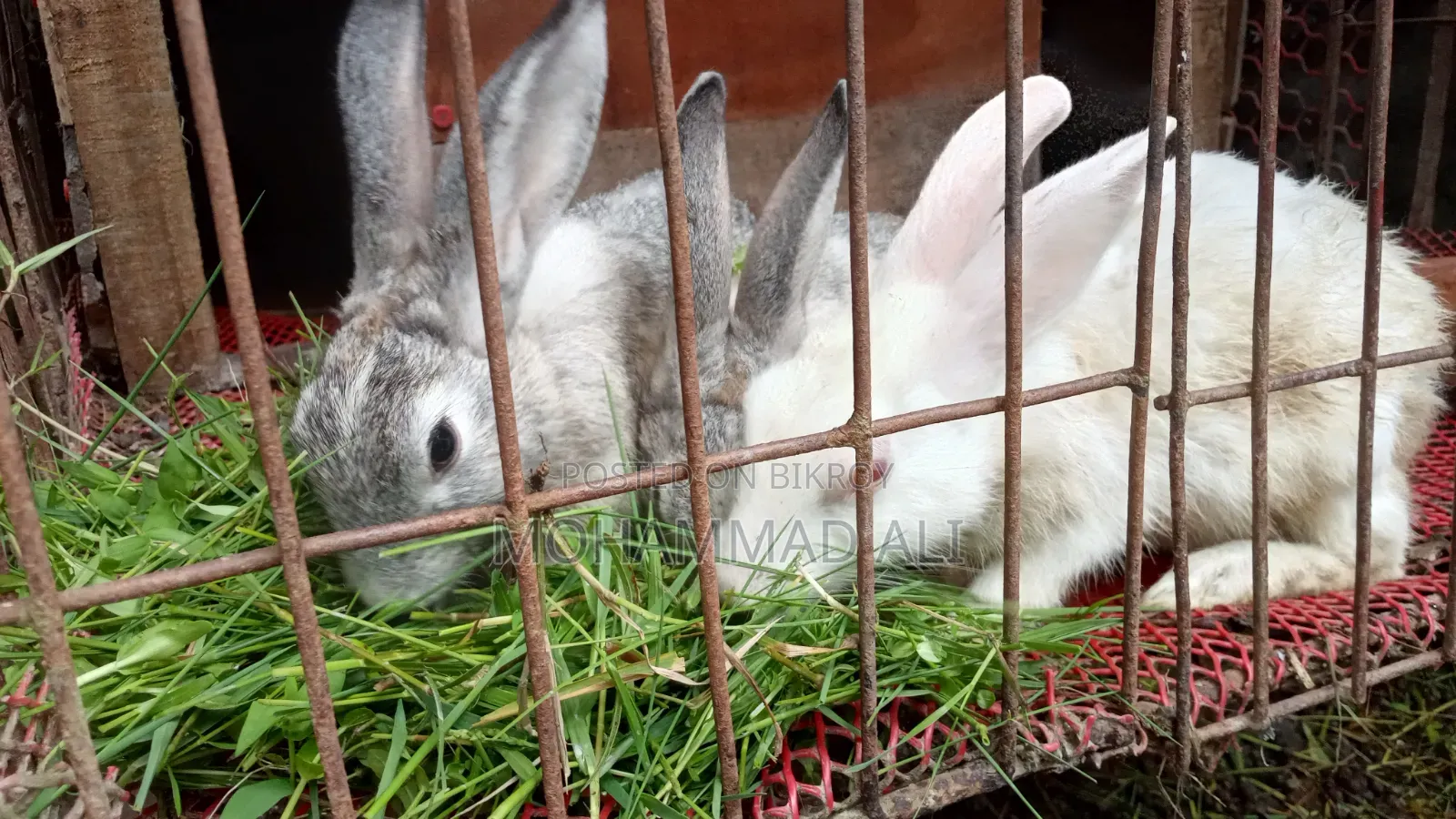 Healthy and Active Adult Rabbits.
