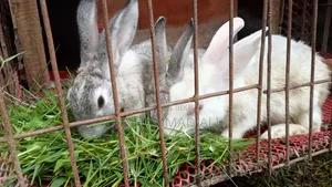 Healthy and Active Adult Rabbits.