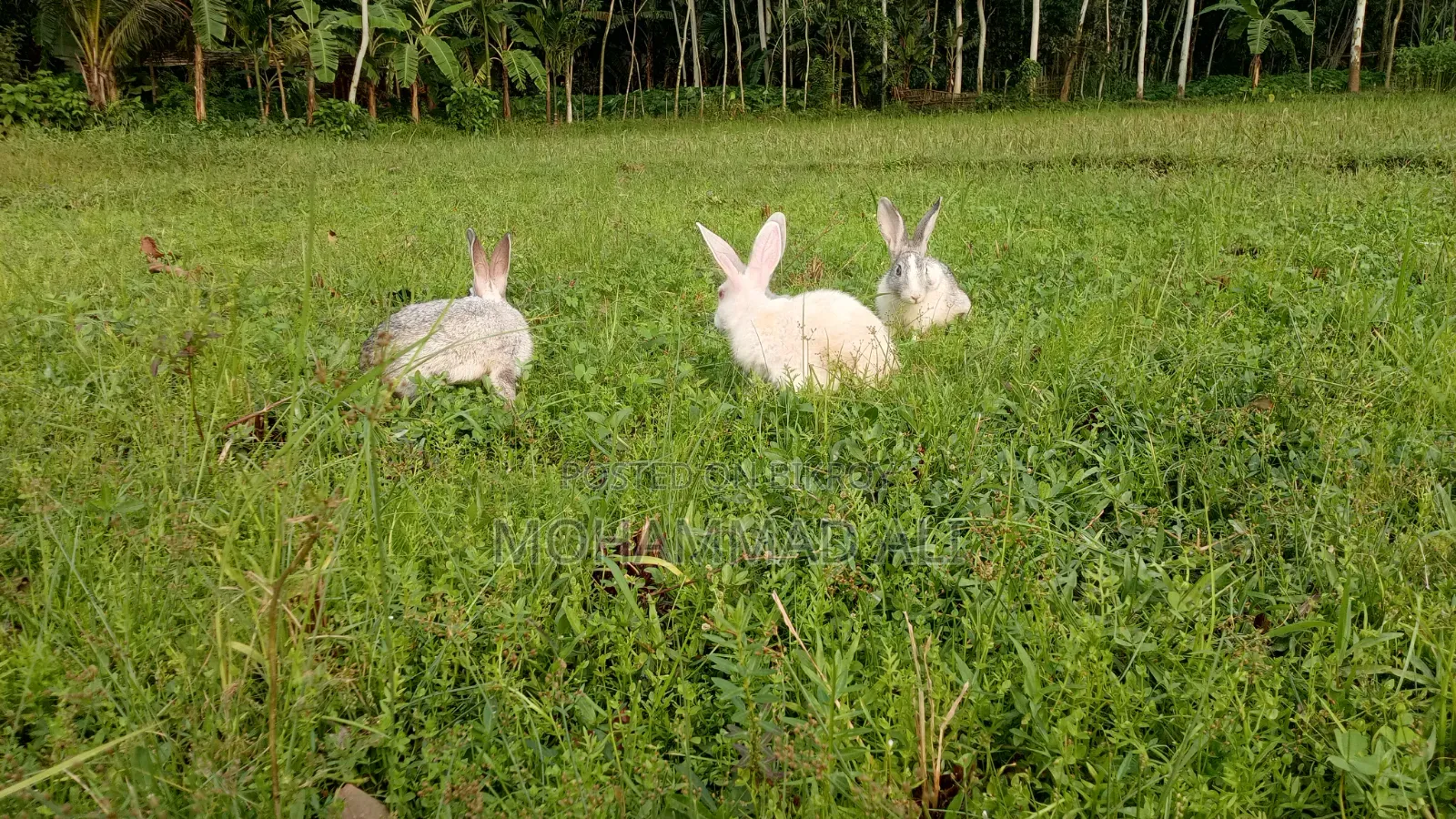 Healthy and Active Adult Rabbits.