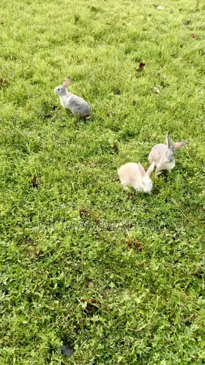 Healthy and Active Adult Rabbits.