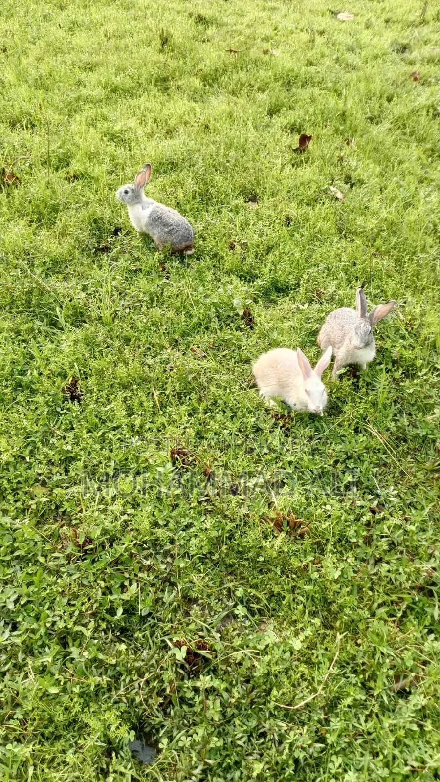 Healthy and Active Adult Rabbits.