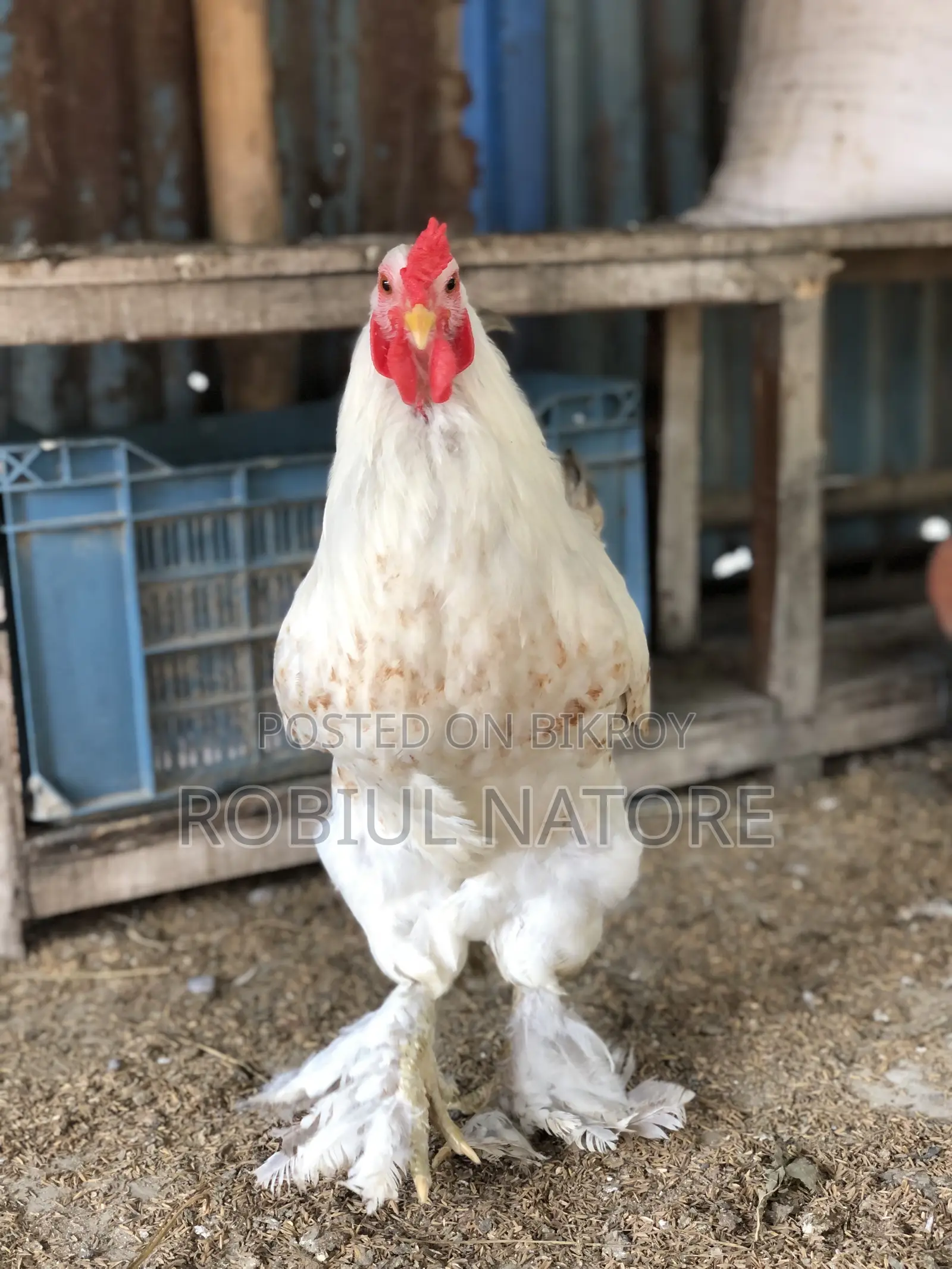 সখের মুরগী বিদেশি
