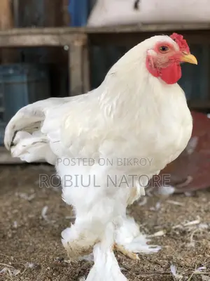 সখের মুরগী বিদেশি