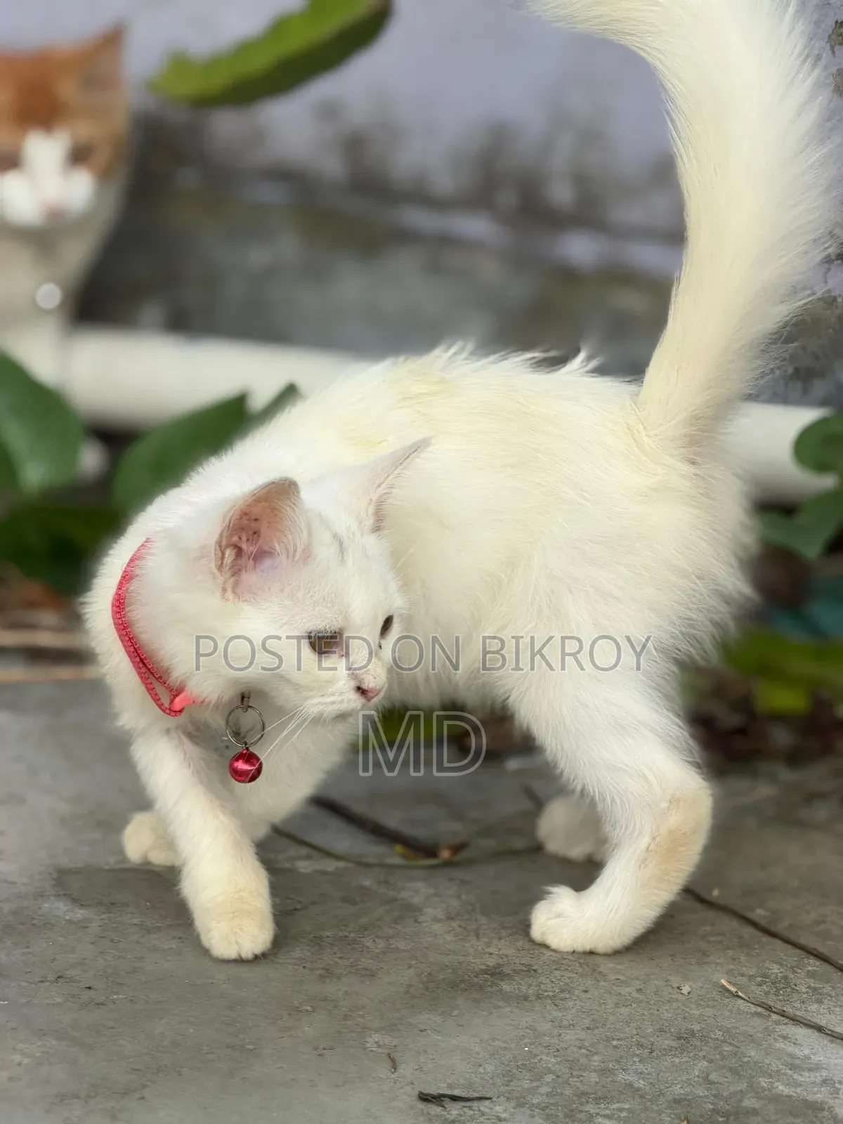 1-3 Months Female Purebred Persian