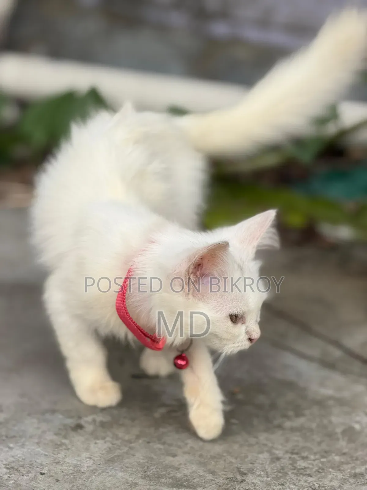1-3 Months Female Purebred Persian