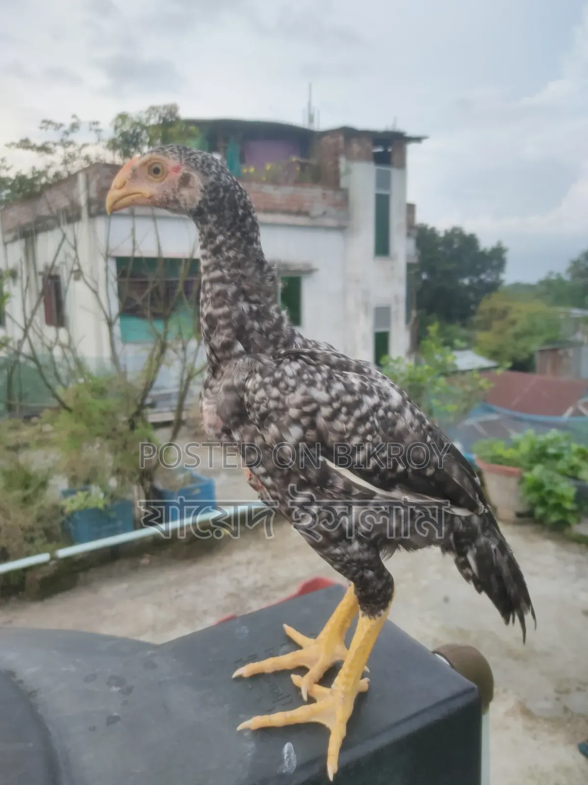 Asil chicken chicks for sale