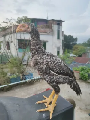 আসিল মুরগি বাচ্চা সেল হবে