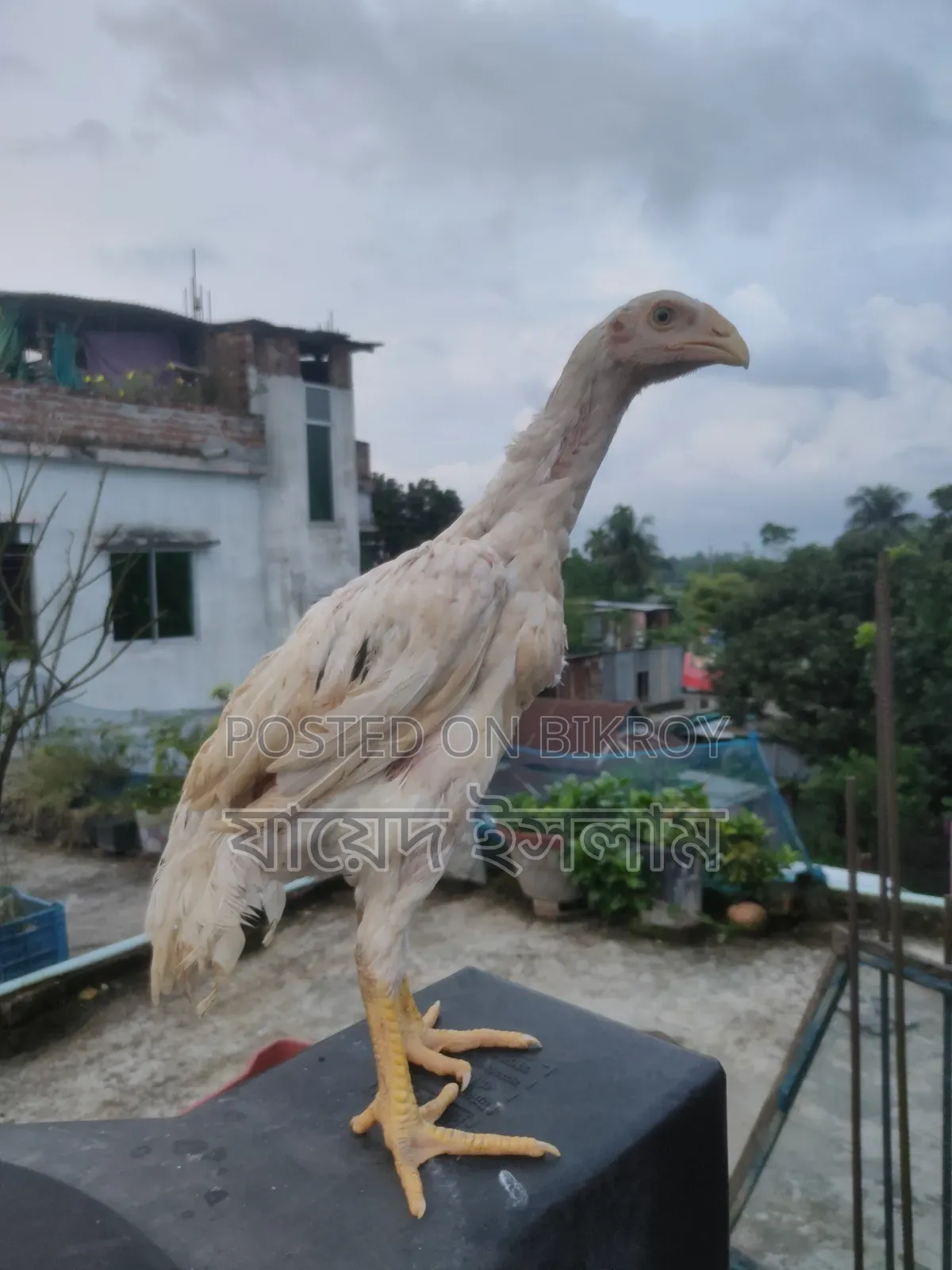 Asil chicken chicks for sale