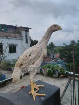 Asil chicken chicks for sale
