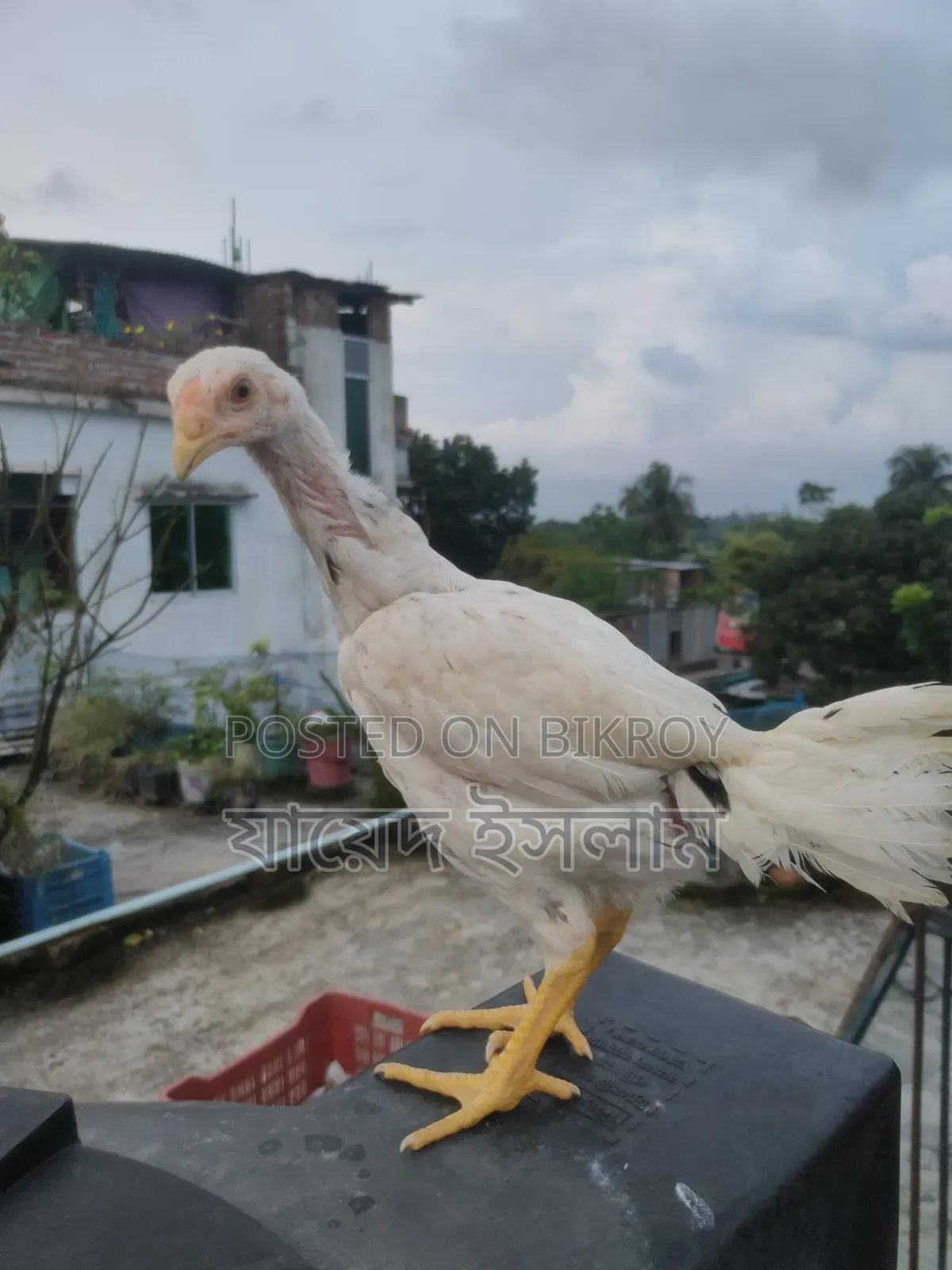 Asil chicken chicks for sale