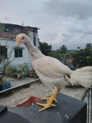Asil chicken chicks for sale