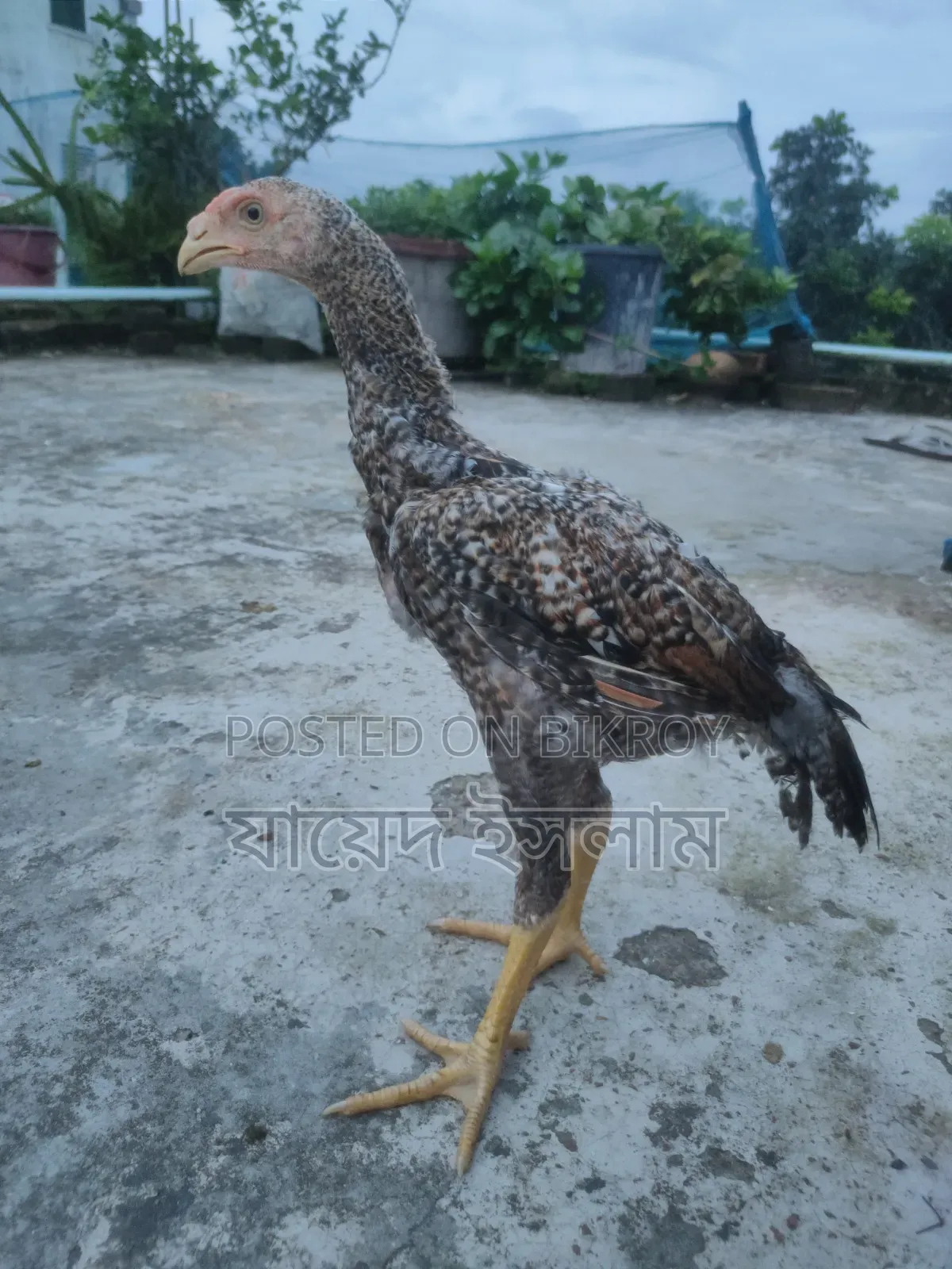 Asil chicken chicks for sale
