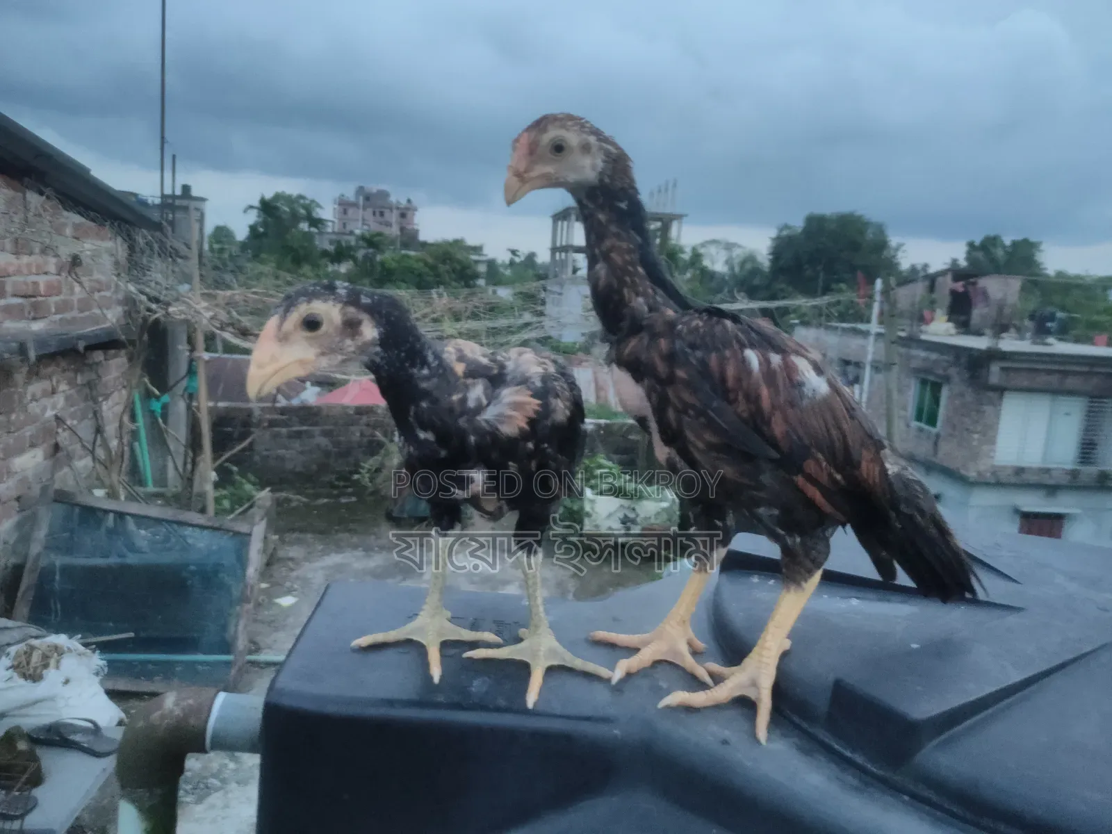 Asil chicken chicks for sale