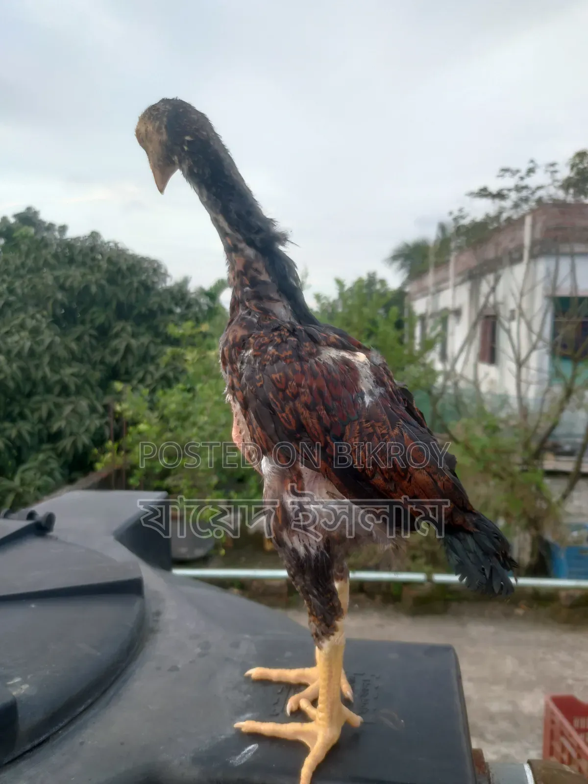 Asil chicken chicks for sale
