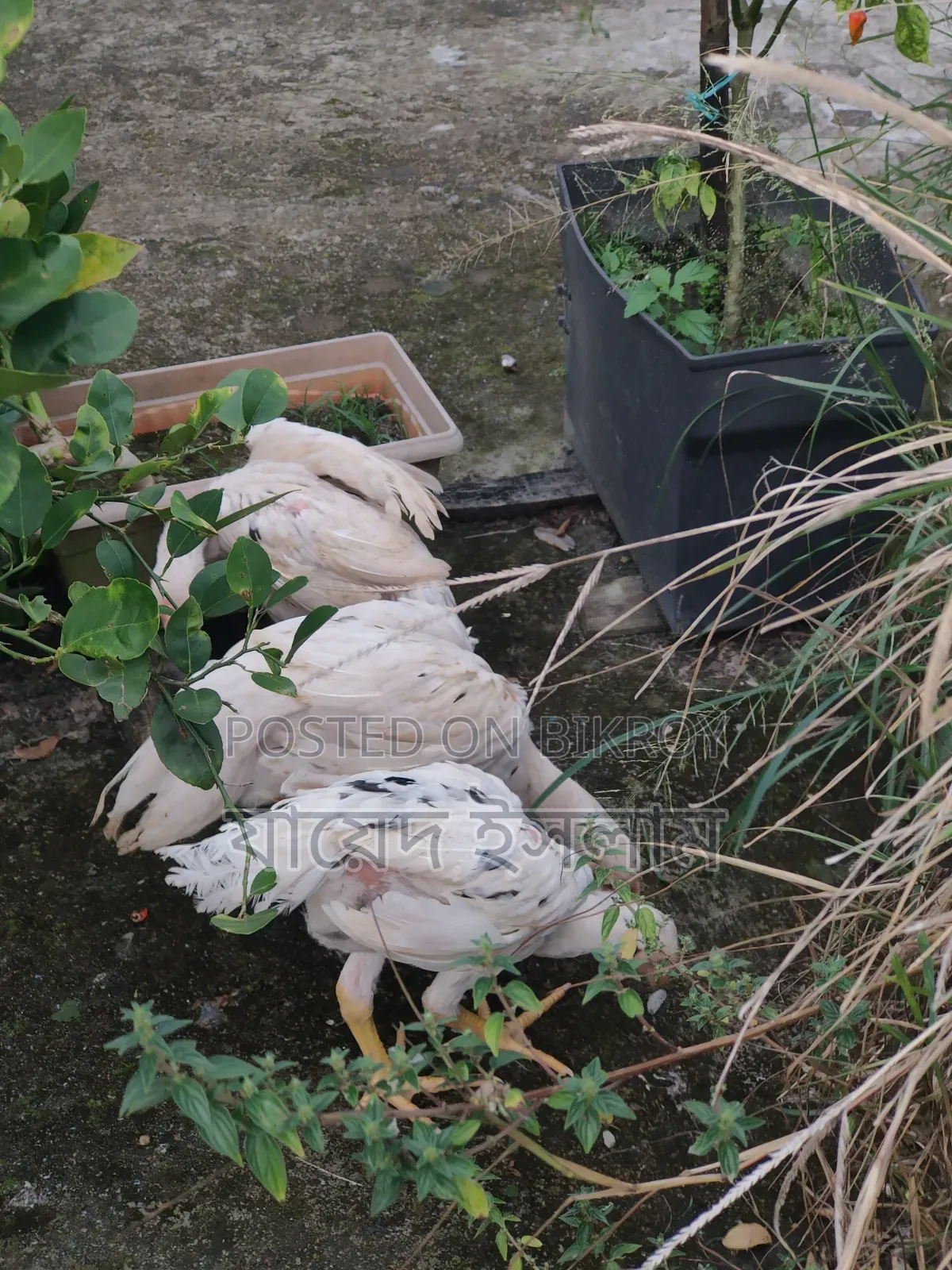 Asil chicken chicks for sale