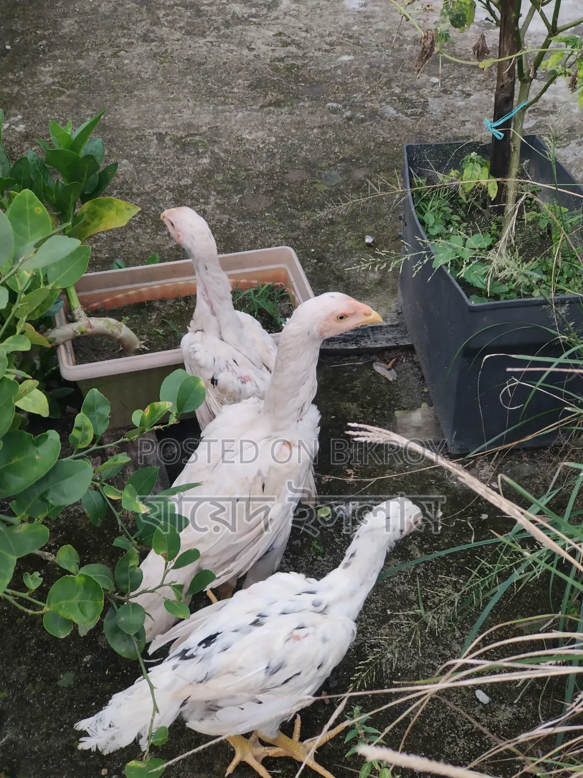Asil chicken chicks for sale